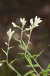 Heller's cudweed